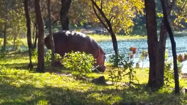 Lotri Bay, Lake Kariba, Zambia - Hippo