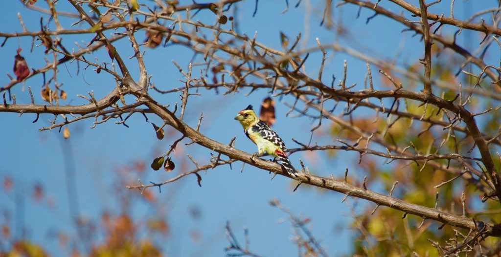 Lotri Bay, Lake Kariba, Zambia - Crested Barbet