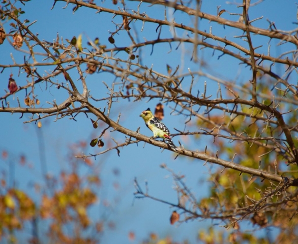 Lotri Bay, Lake Kariba, Zambia - Crested Barbet