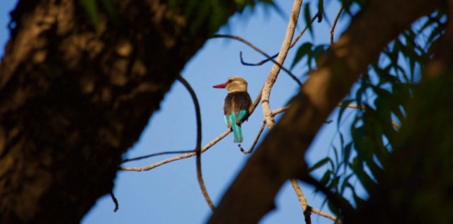 Lotri Bay, Lake Kariba, Zambia - Kingfisher