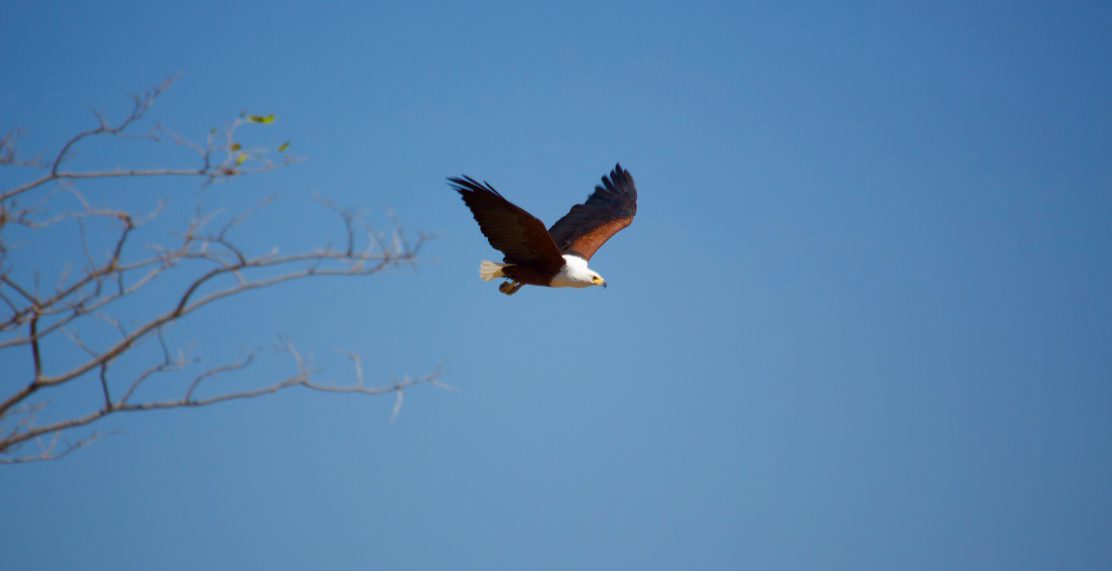 Lotri Bay - Fish Eagle