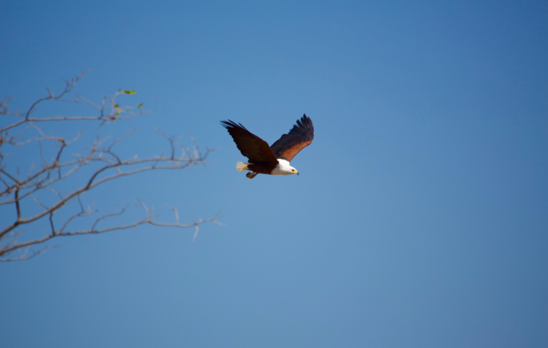 Lotri Bay, Lake Kariba, Zambia - Fish Eagle