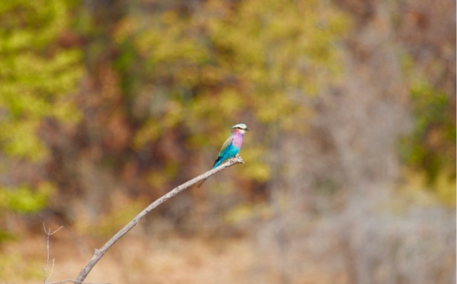 Lotri Bay, Lake Kariba, Zambia - Lilac Breasted Roller