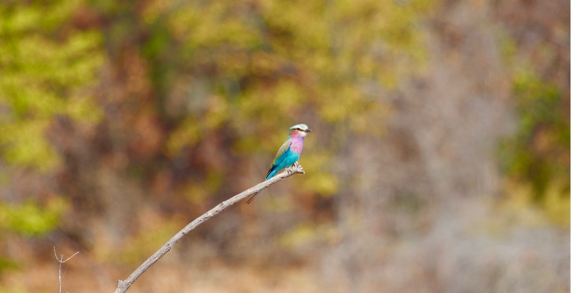 Lotri Bay - Lilac Breasted Roller