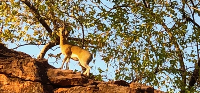 Lotri Bay, Lake Kariba, Zambia - Klipspringer