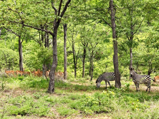 Lotri Bay, Lake Kariba, Zambia - Zebras and Impala