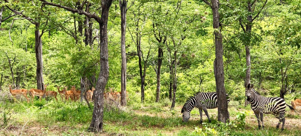 Lotri Bay, Lake Kariba, Zambia - Zebra and Impala