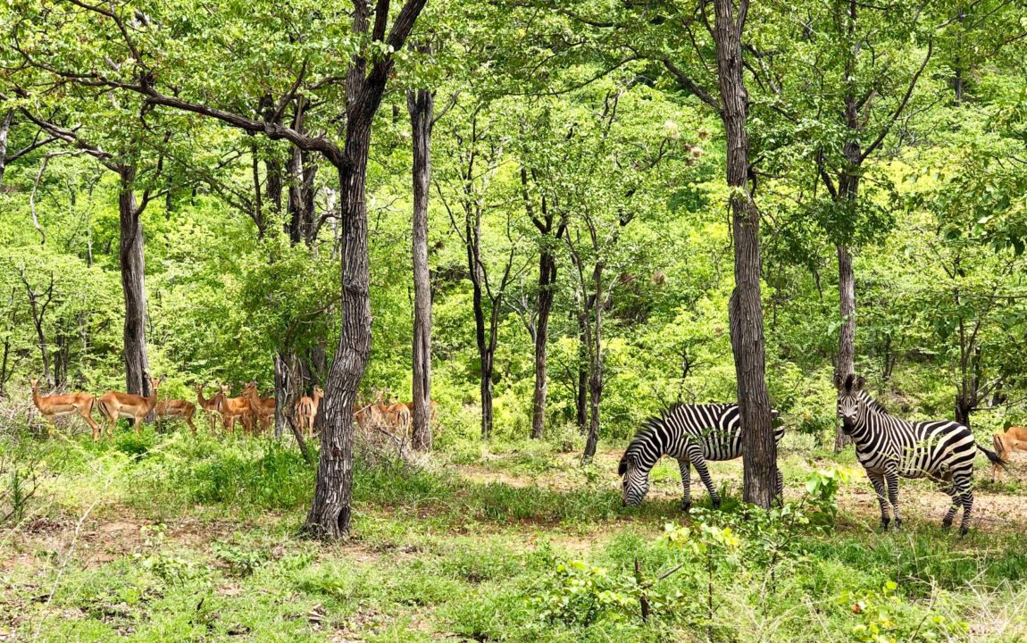 Lotri Bay, Lake Kariba, Zambia - Zebra and Impala