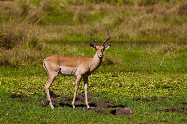 Lotri Bay, Lake Kariba, Zambia - Impala