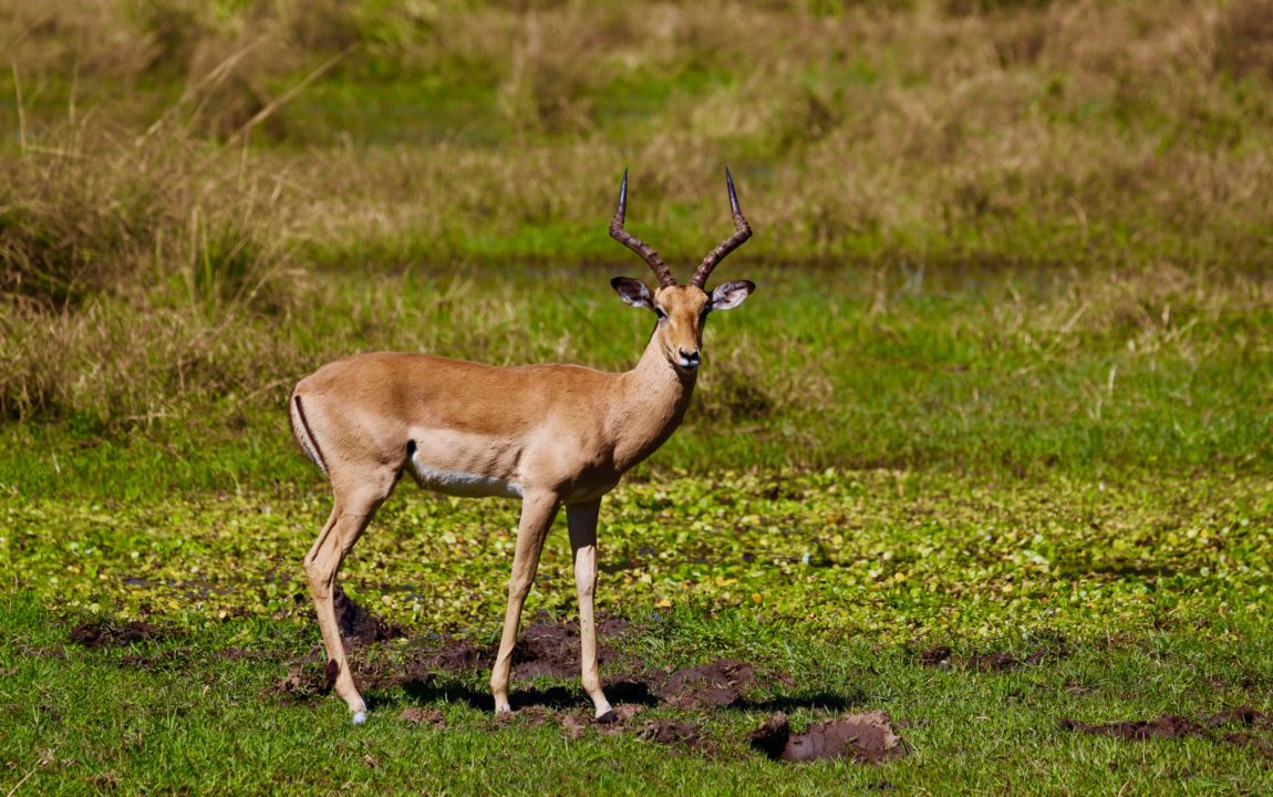 Lotri Bay - Impala