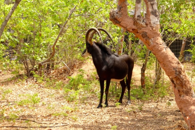 Lotri Bay, Lake Kariba, Zambia - Sable