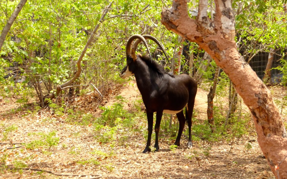 Lotri Bay, Lake Kariba, Zambia - Sable