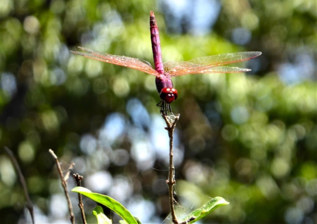 Lotri Bay, Lake Kariba, Zambia - Dragonfly
