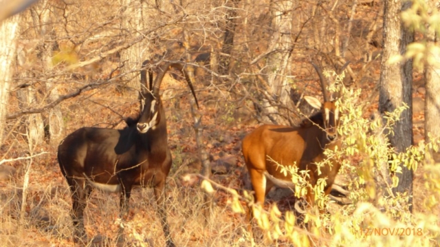 Lotri Bay, Lake Kariba, Zambia - Sable