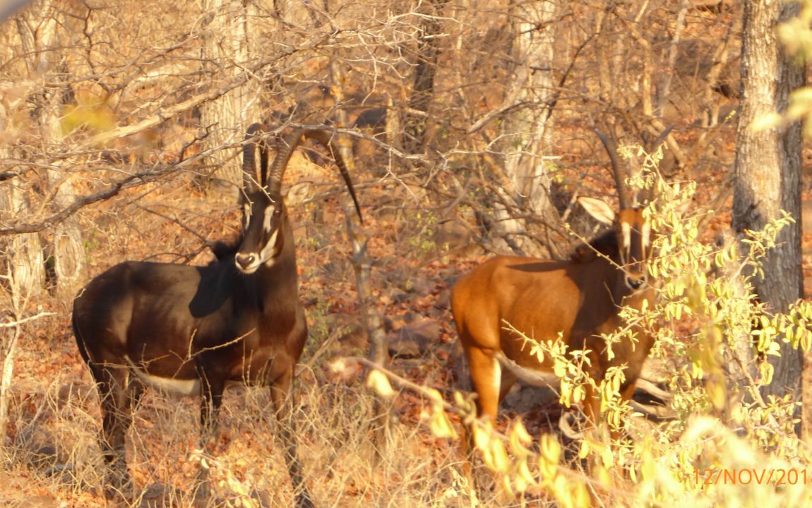 Lotri Bay, Lake Kariba, Zambia - Sable