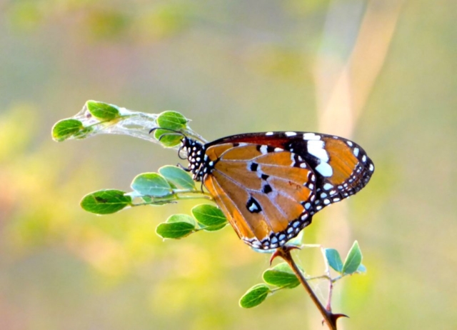 Lotri Bay, Lake Kariba, Zambia - Butterfly