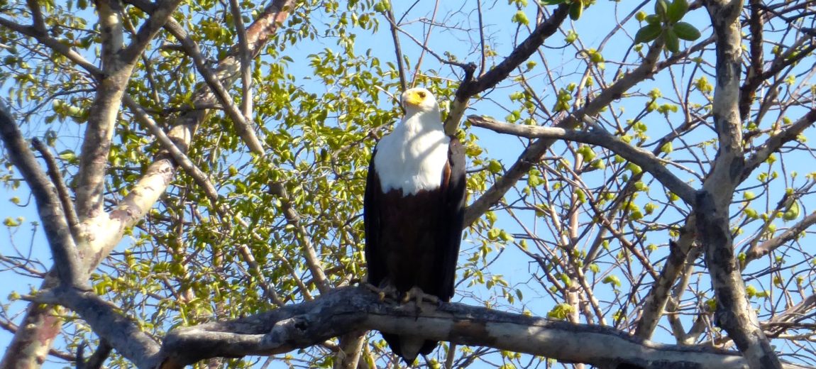 Lotri Bay, Zambia, Lake Kariba - Fish Eagle