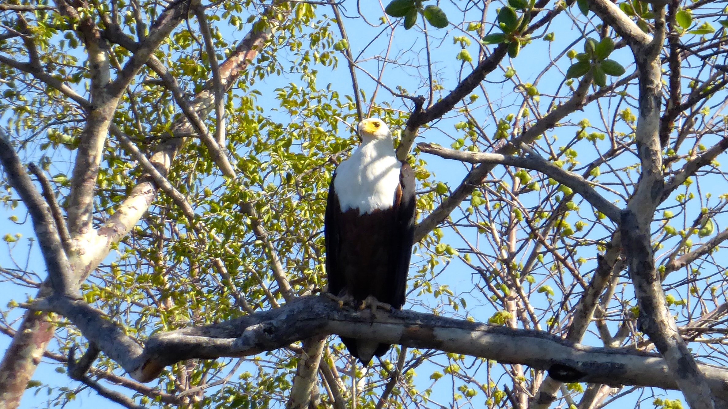 Lotri Bay, Lake Kariba, Zambia - Fish Eagle