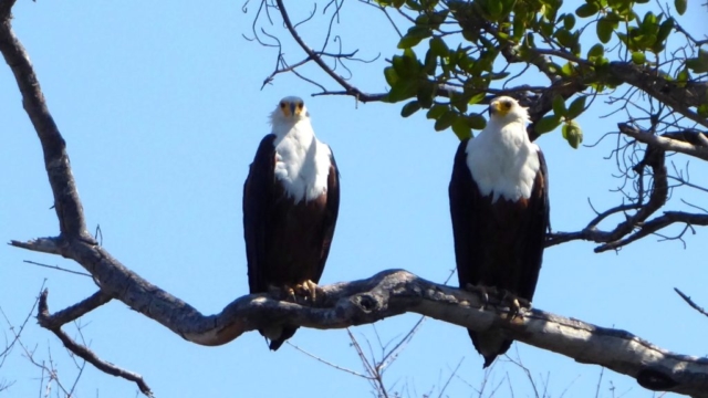 Lotri Bay, Lake Kariba, Zambia - Fish Eagles