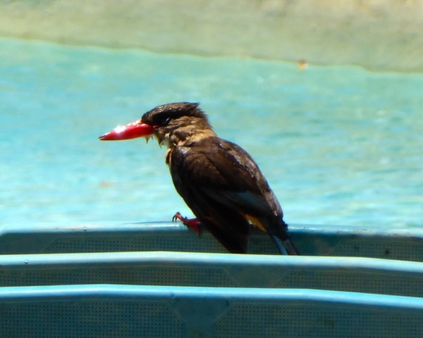 Lotri Bay, Lake Kariba, Zambia - Kingfisher