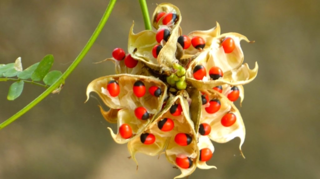 Lotri Bay, Lake Kariba, Zambia - Lucky Beans