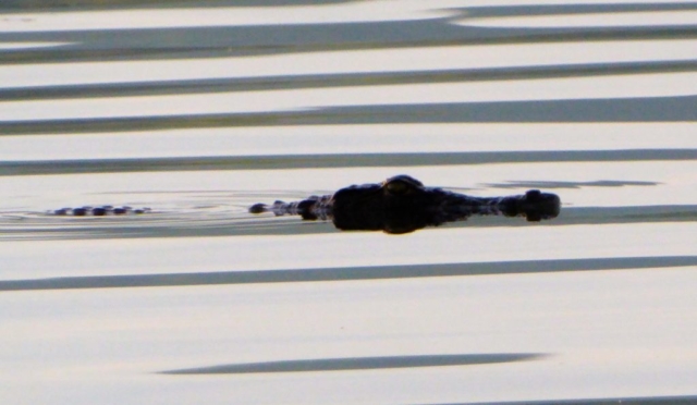 Lotri Bay, Lake Kariba, Zambia - Crocodile