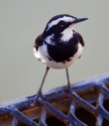 Lotri Bay, Lake Kariba, Zambia - Pied Wagtail