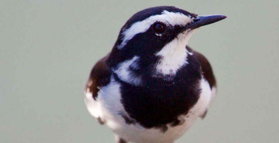 Lotri Bay - Pied Wagtail