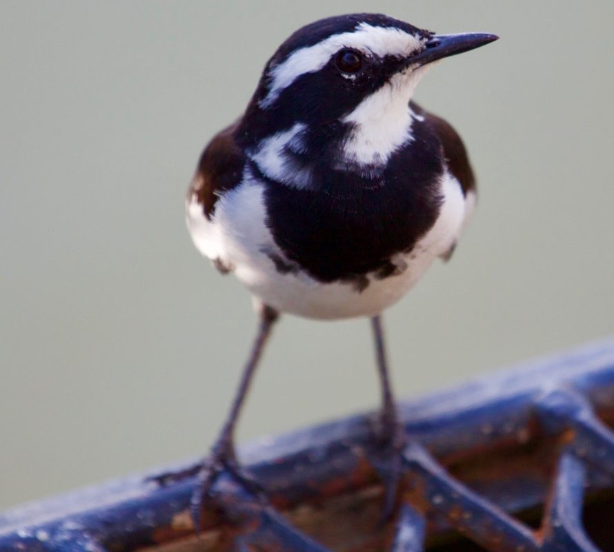 Lotri Bay, Lake Kariba, Zambia - Pied Wagtail