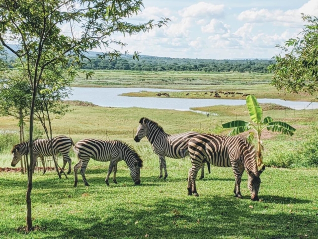 Lotri Bay, Lake Kariba, Zambia - Zebras