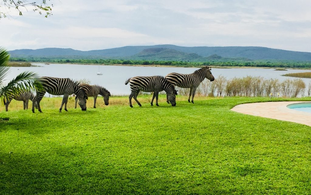 Lotri Bay - Zebras