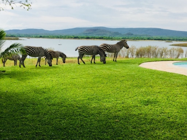 Lotri Bay, Lake Kariba, Zambia - Zebras
